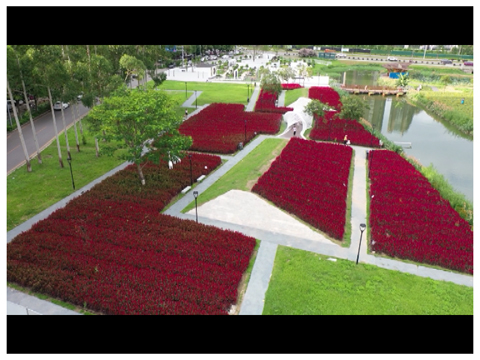 北滘跹陌花田 向日葵与红穗冠双辉映20000.jpg