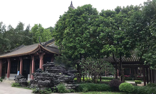 顺风岛热带植物引种园开展清表工作 顺风岛热带植物引种园开展清表工作