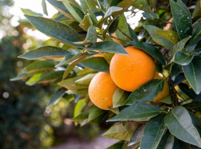 花城赴春约，盒马鲜生送来阳光鲜橙的问候